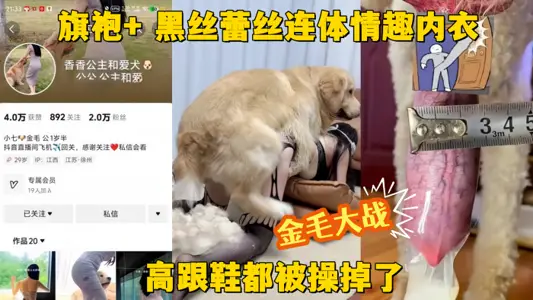 [Golden Hair War] Shake the sound net red base dog Xiang Xiang princess cheongsam black silk lace conjoined sexy underwear golden hair war high heels have been fucked off